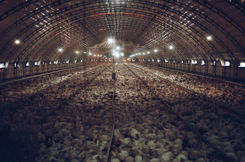 Factory farm packed tightly with chickens