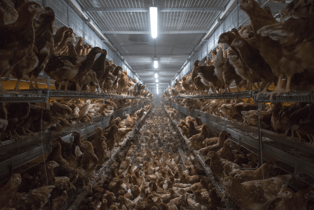 Chickens in the meat industry