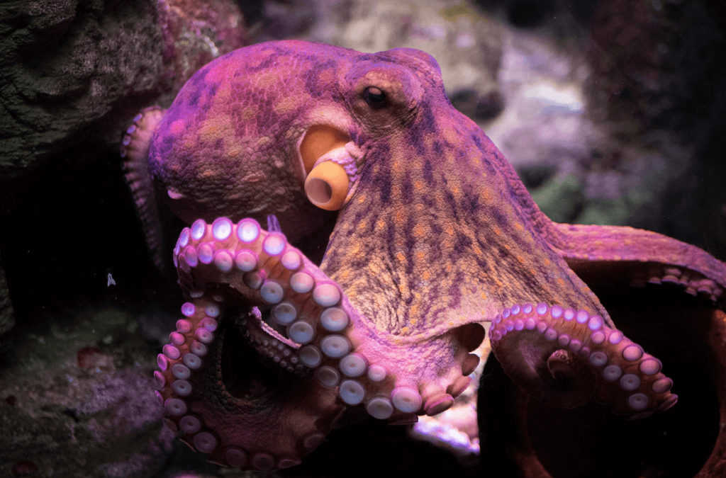 A purple octopus in the ocean