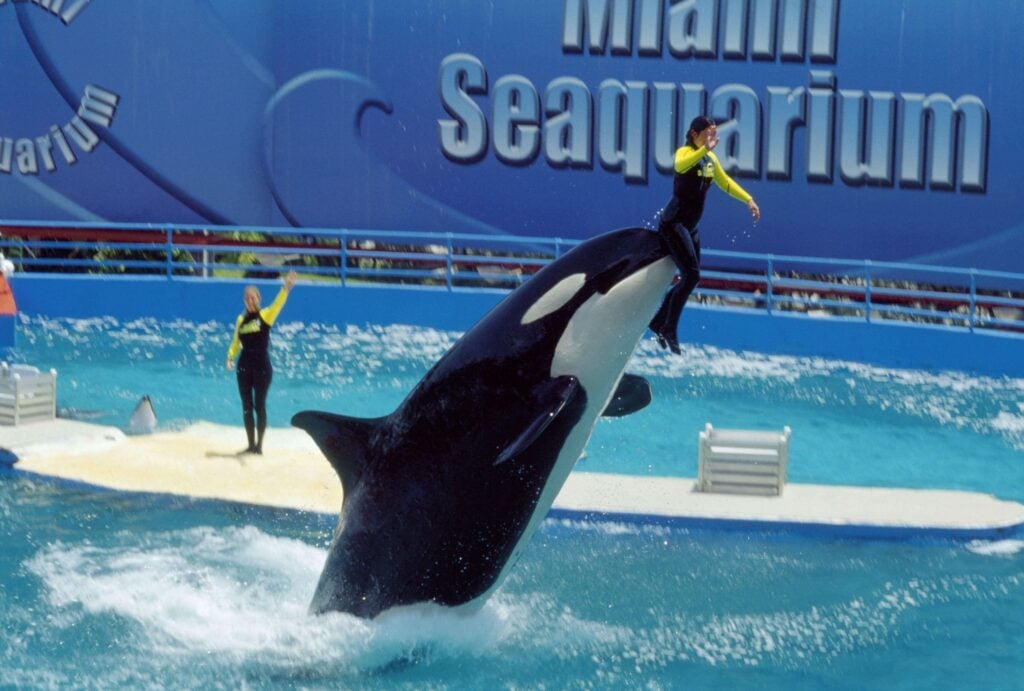 An orca doing a trick with trainers at Miami Seaquarium