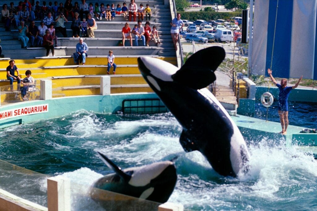 An orca doing tricks in a small marine park pool