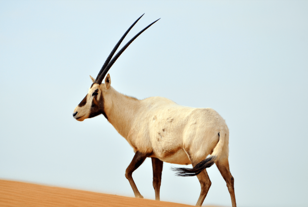 An Arabian oryx in the desert