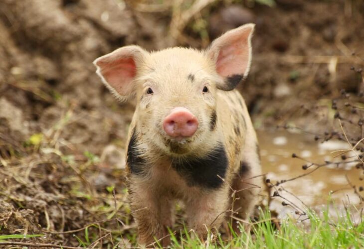 A young pig with black spots looking at the camera