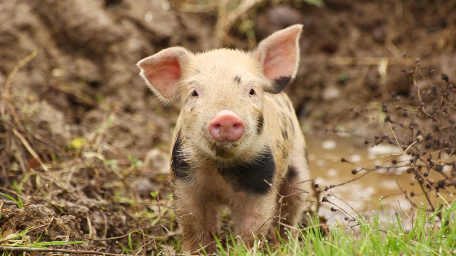 A young pig with black spots looking at the camera