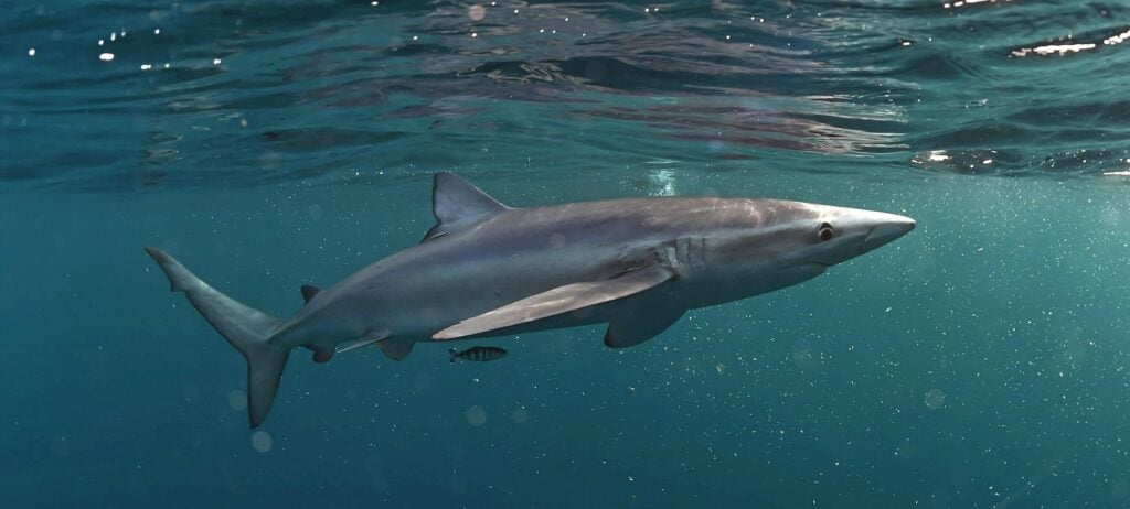 Blue shark in the sea