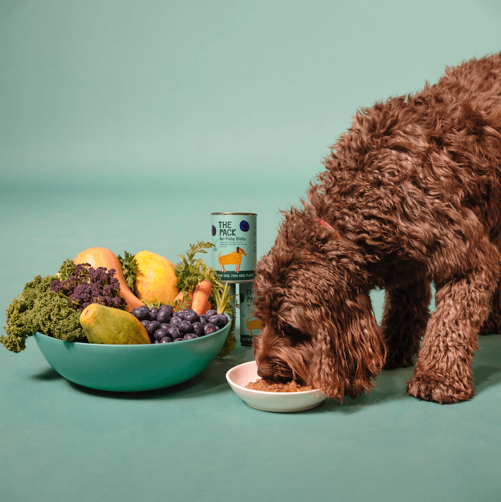 Brown dog eating pet food
