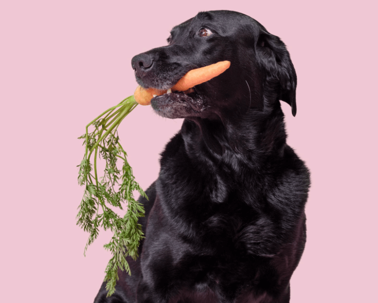 Black dog holding a carrot