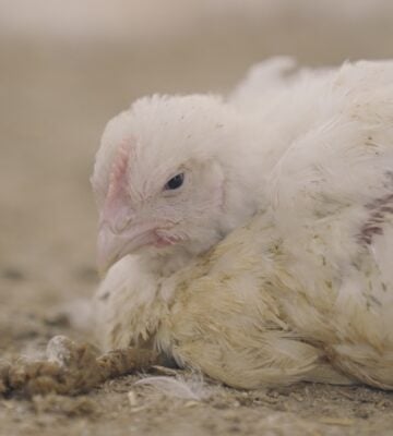 A chicken lying in the dirt at a chicken farm