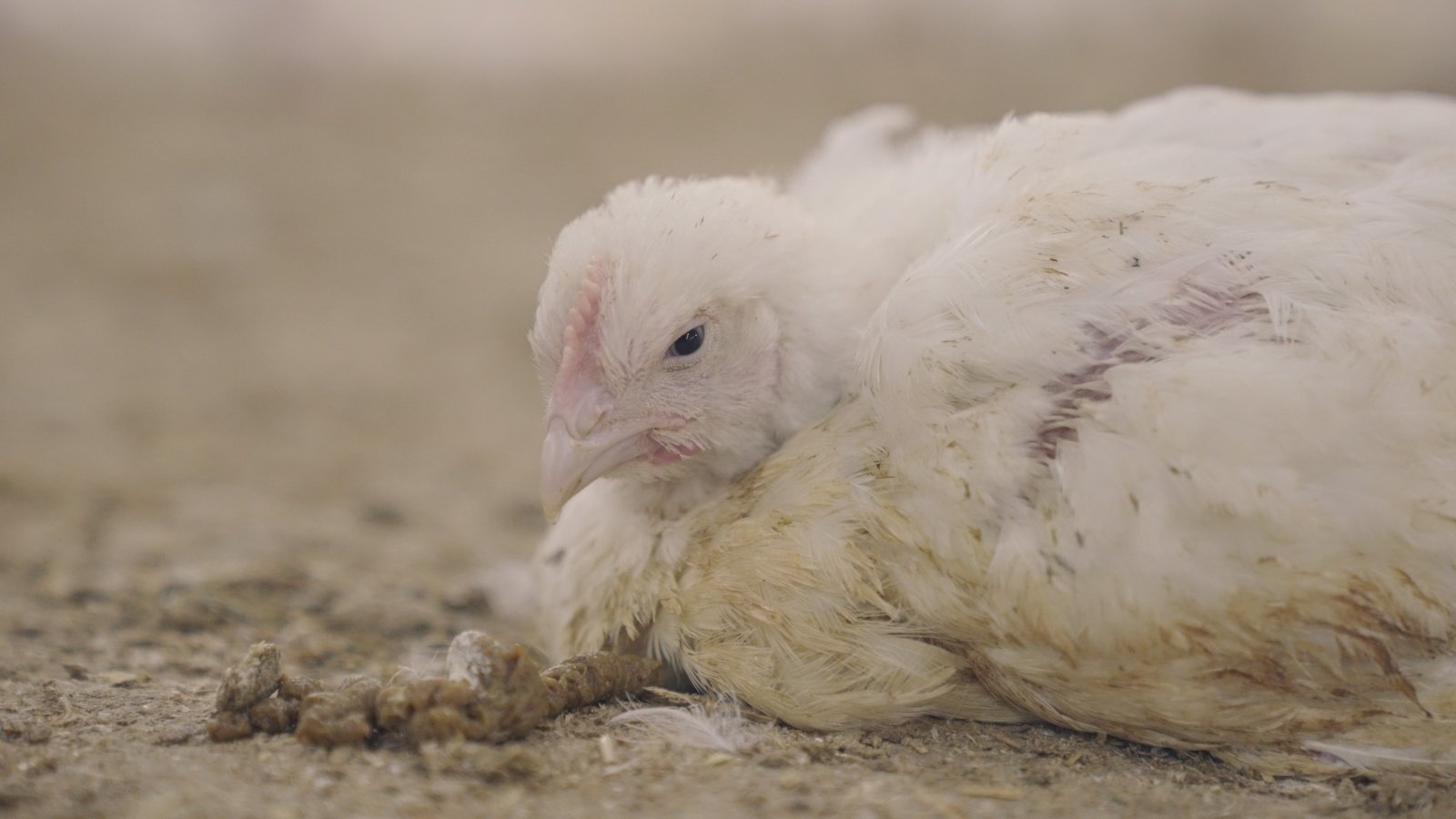 A chicken lying in the dirt at a chicken farm