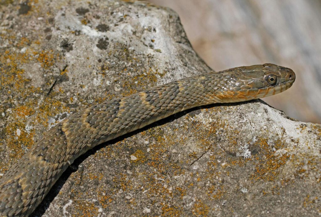 A Lake Eerie water snake on a rock