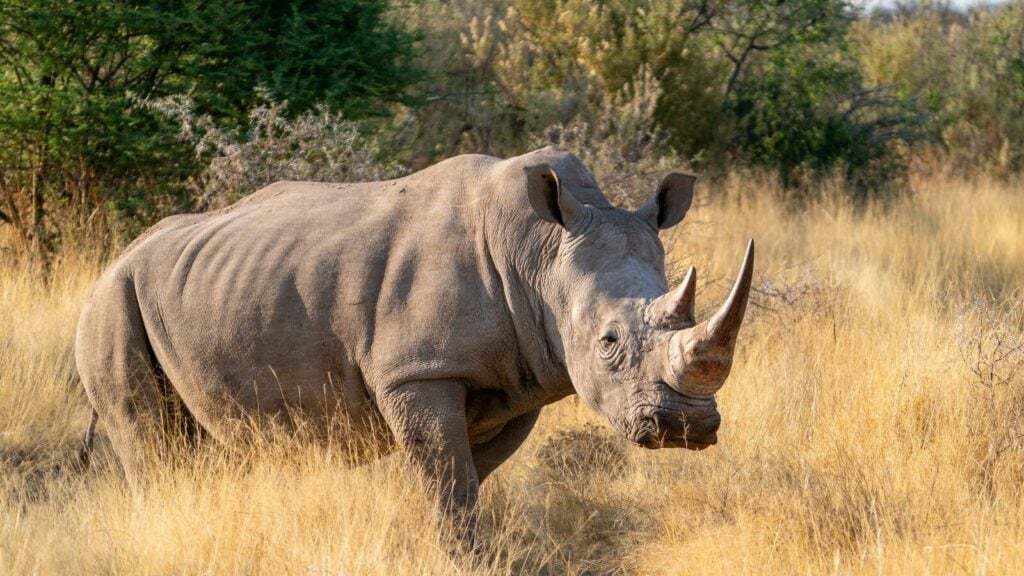 A white rhinoceros outside in the brown grass
