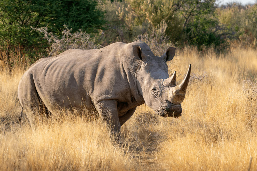 A white rhinoceros outside in the brown grass