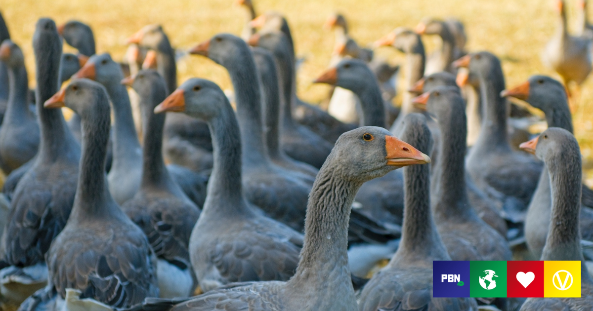 Despite Public Opinion Against Foie Gras, UK Fails To Ban Imports