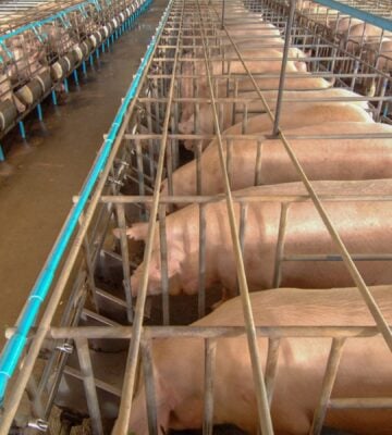 Lines of pigs in sow stalls on a farm