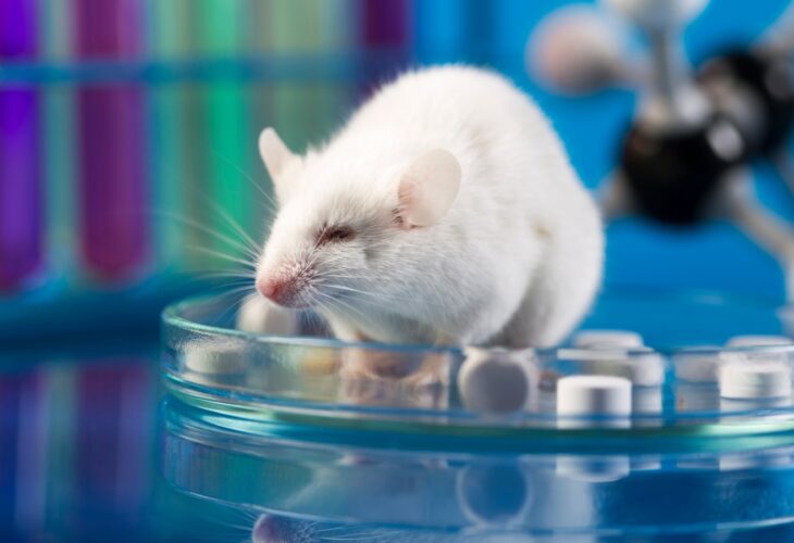 New Study Findings Could Reduce Animal Testing In The Medical Field