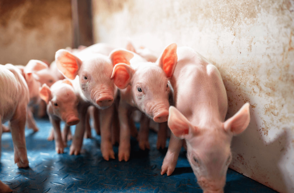 Piglets standing in a line