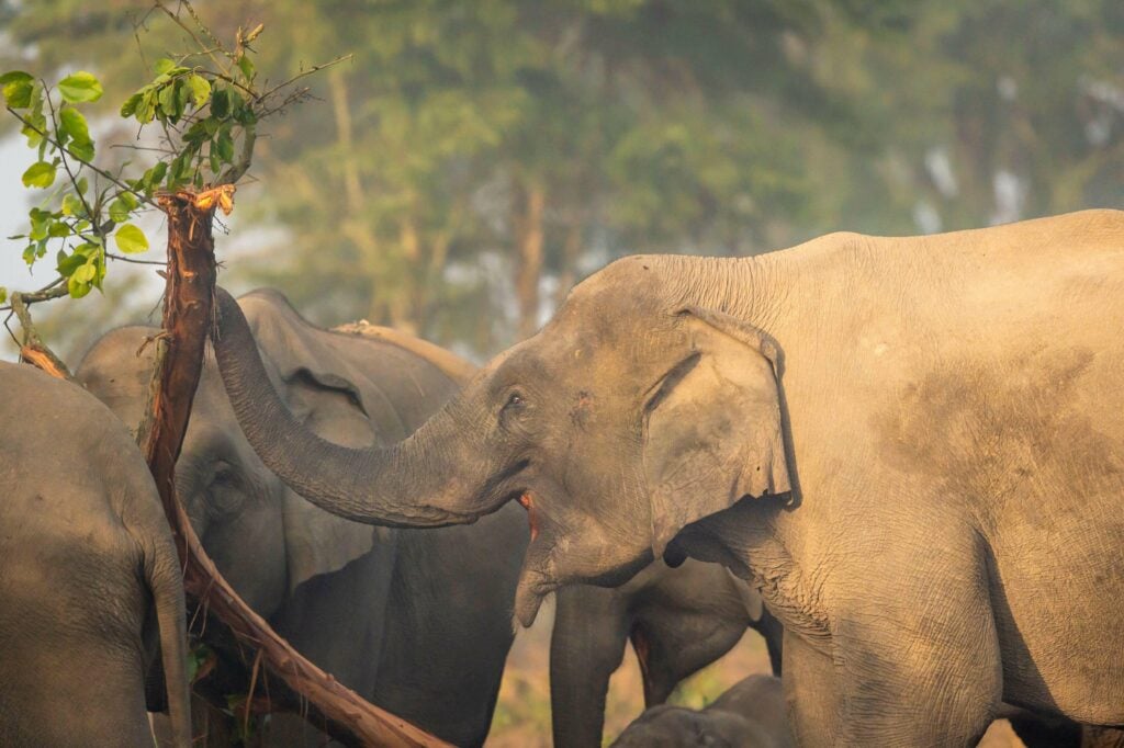 wild asian elephant eating bark of tree