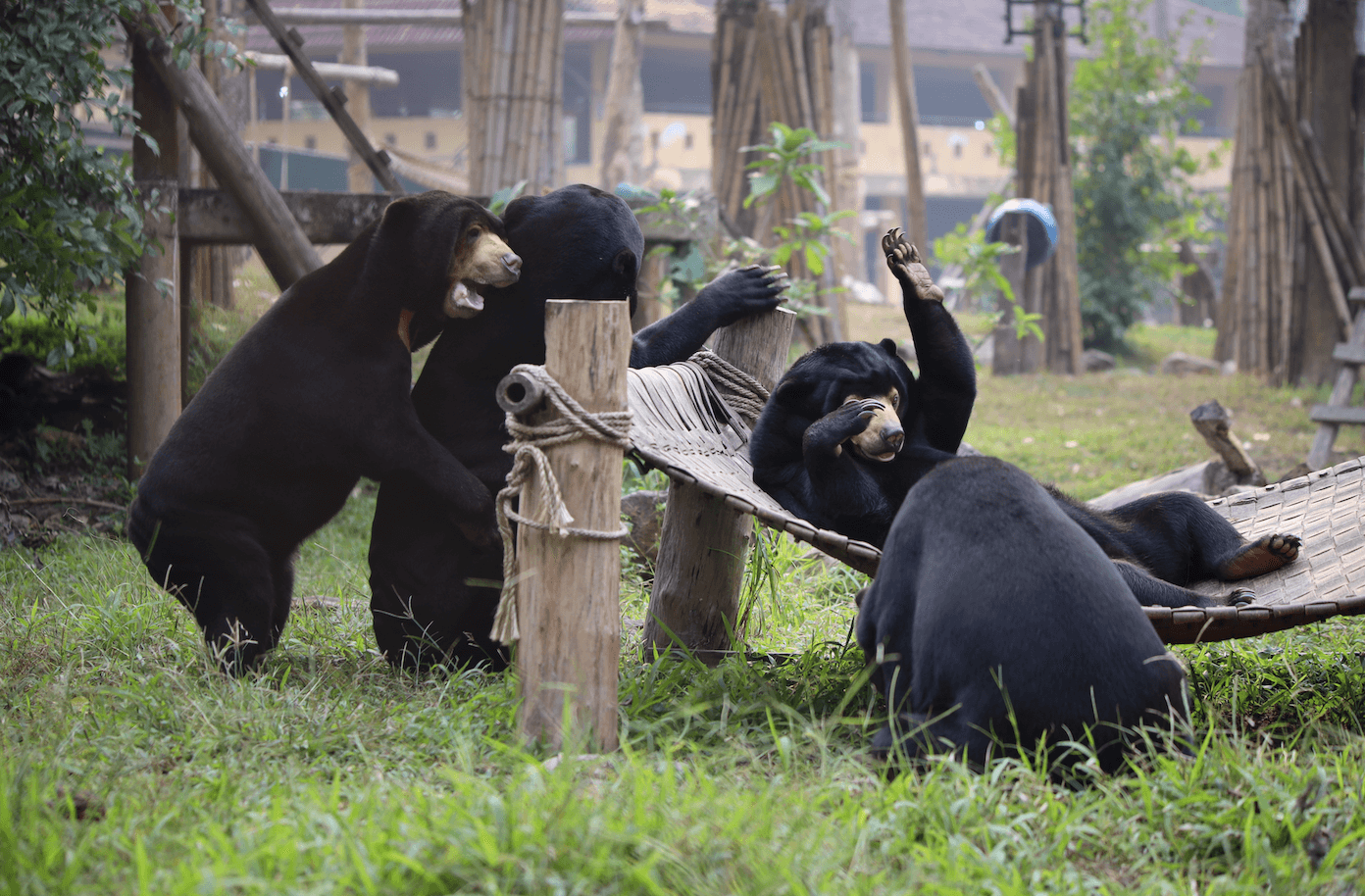 Bears playing at an animal sanctuary