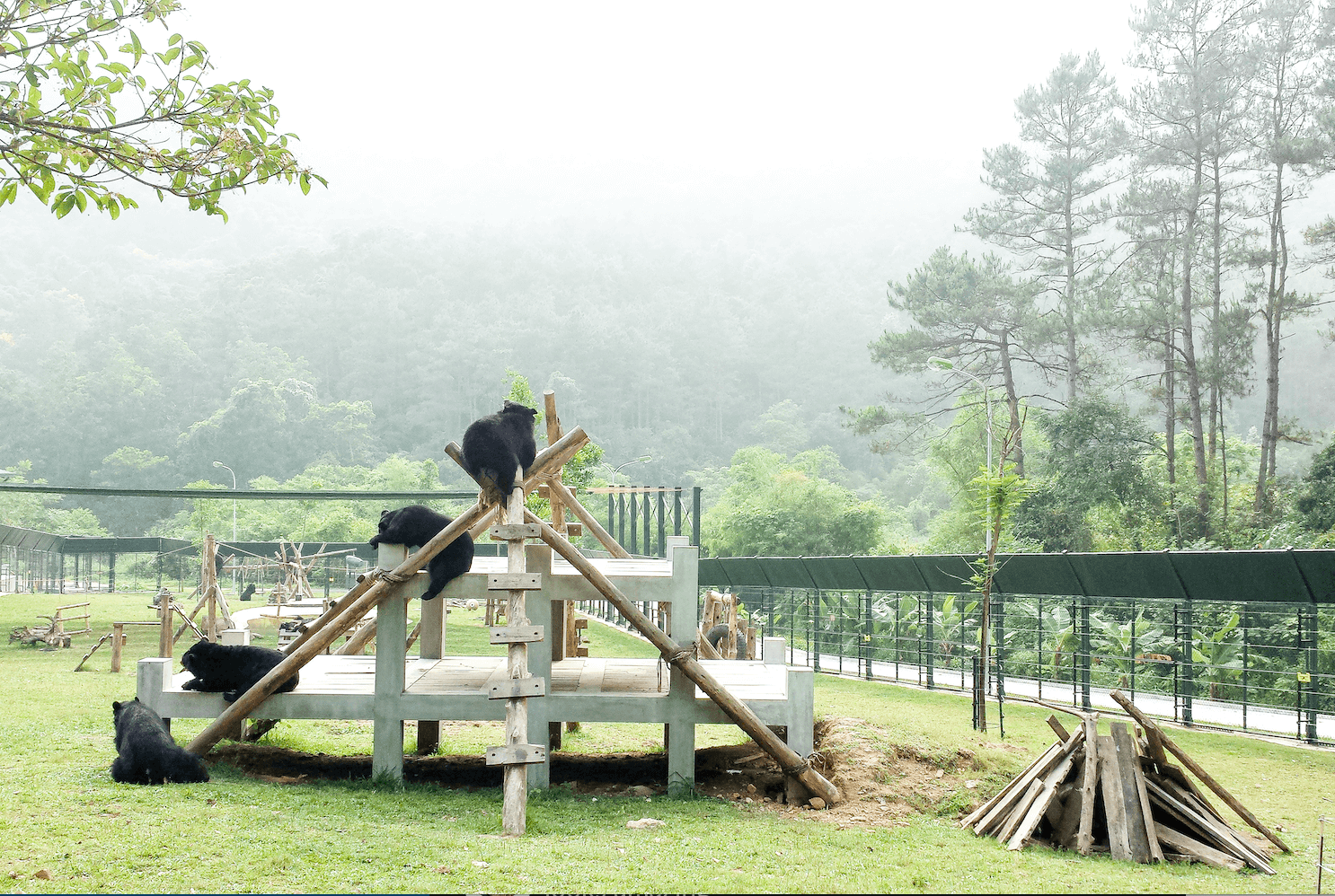 Bears playing at an animal sanctuary in Vietnam