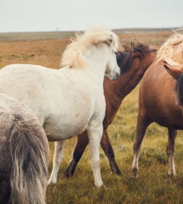 Icelandic horses in a field