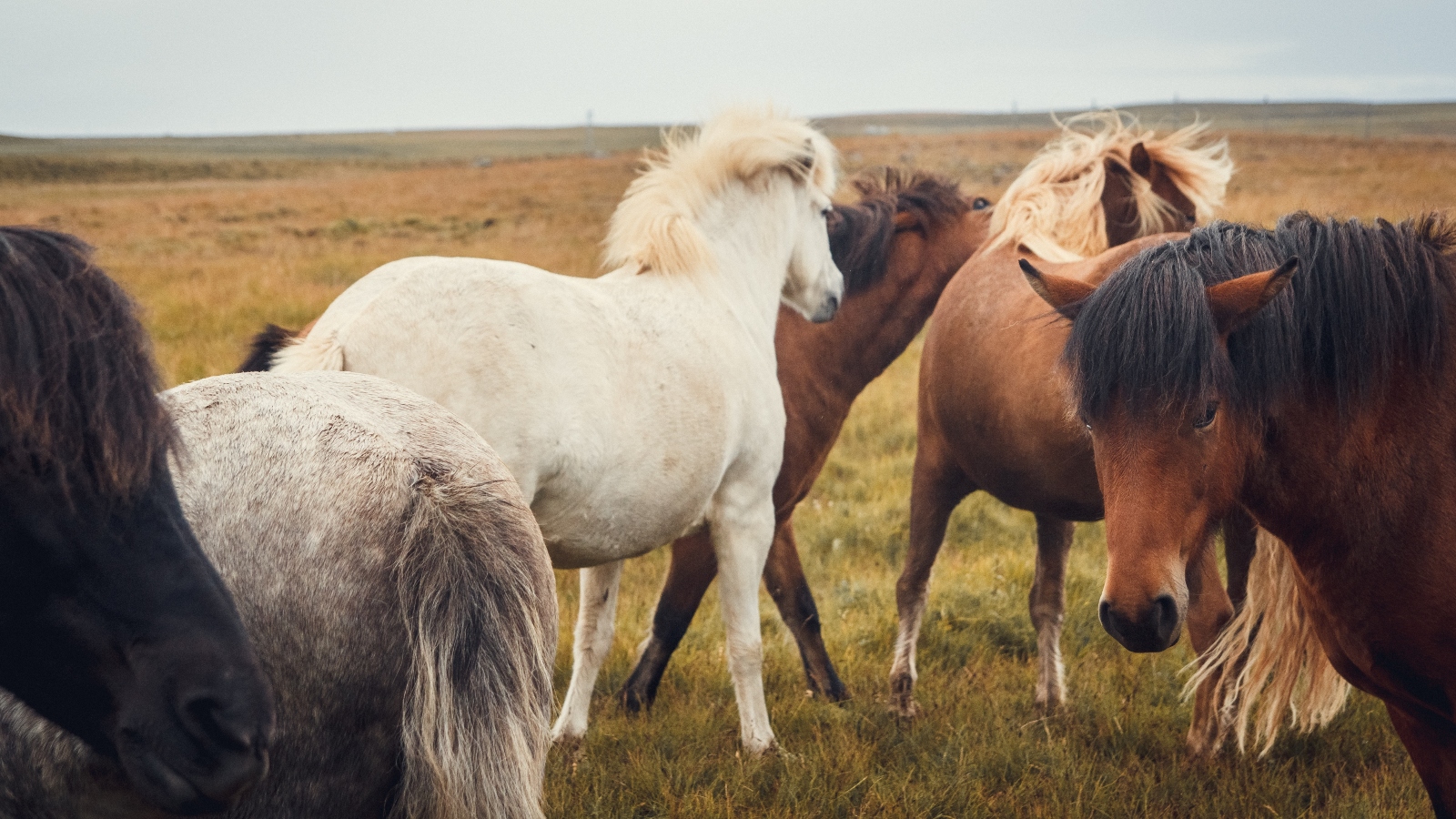 Icelandic horses in a field