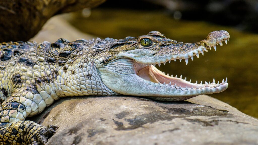 A freshwater crocodile opens its mouth