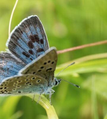 a Large Blue butterfly on the grass