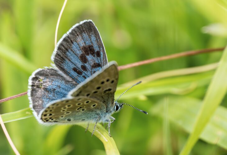 a Large Blue butterfly on the grass