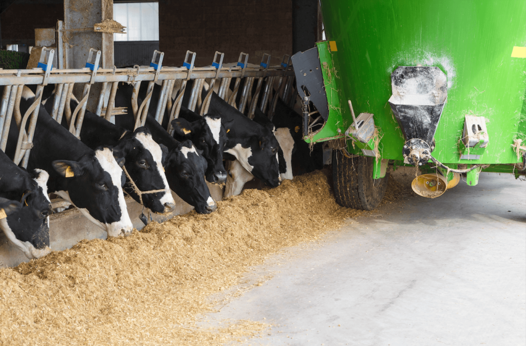 Machinery dropping animal feed to some caged cows