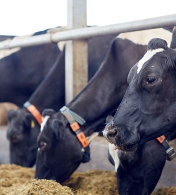 Cows in a line grazing on a farm