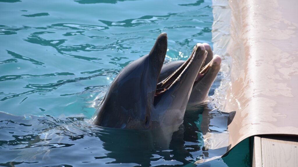 captive dolphins in a pool