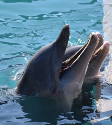 captive dolphins in a pool