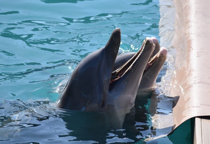 captive dolphins in a pool