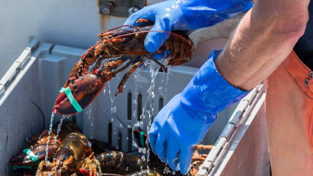 A person wearing blue gloves picking up an alive lobster from a crate of lobsters