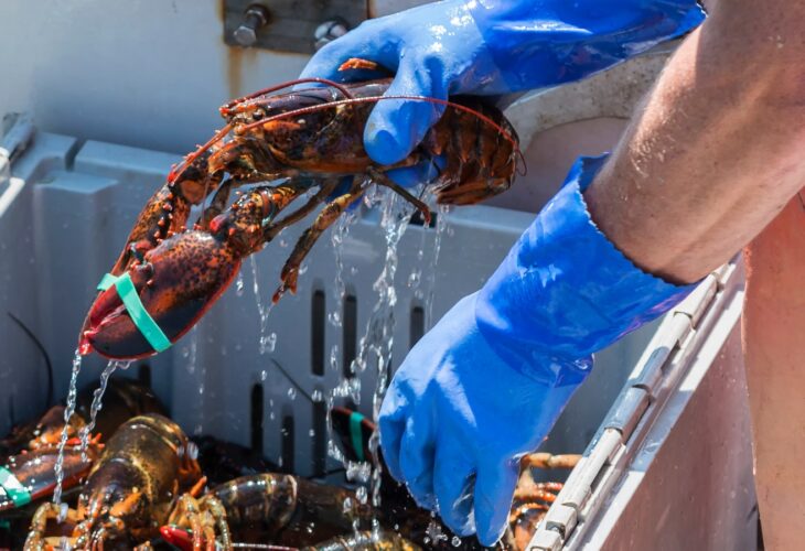 A person wearing blue gloves picking up an alive lobster from a crate of lobsters
