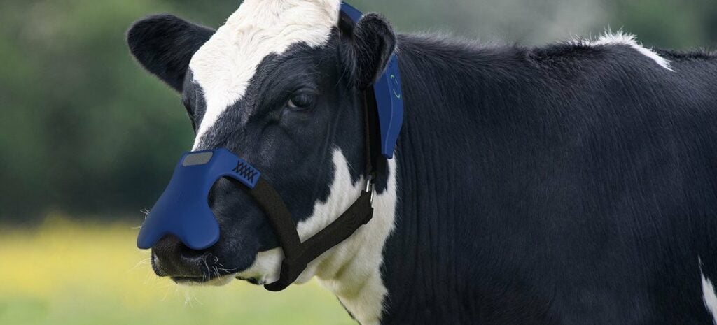 A cow wearing a methane mask created by ZELP