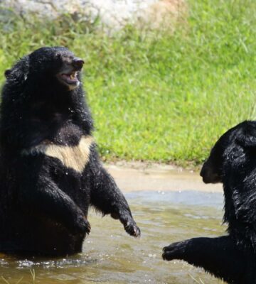 Two bears playing at a sanctuary in Vietnam