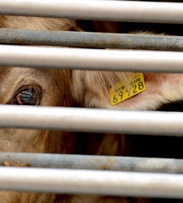A cow looks out from behind bars