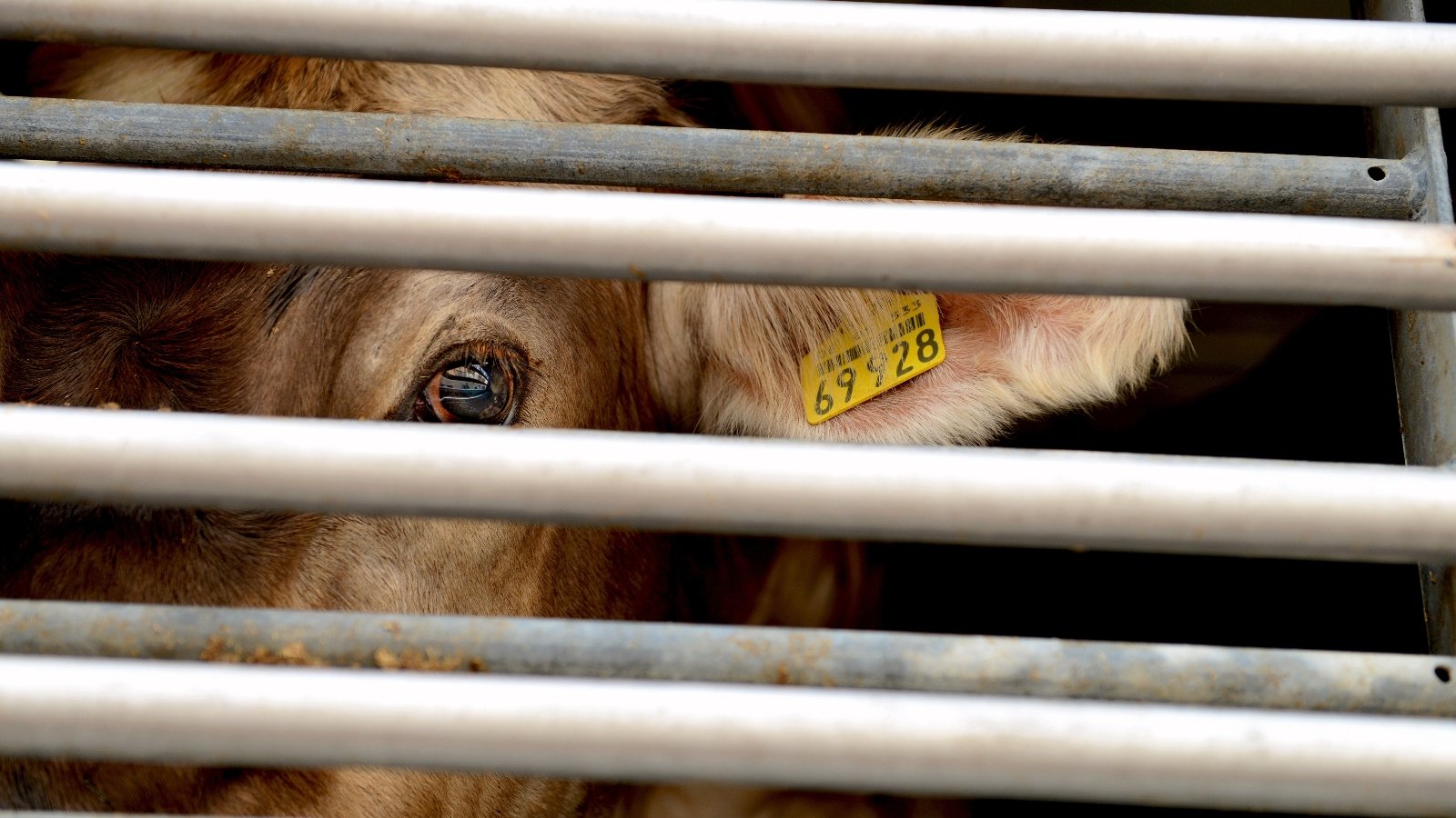A cow looks out from behind bars
