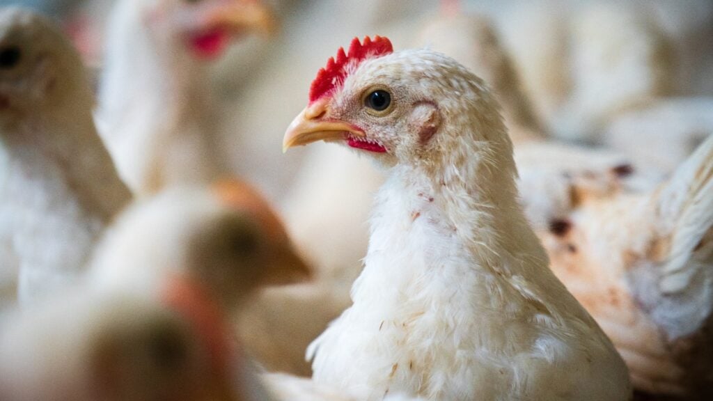A close up of a factory farmed chicken