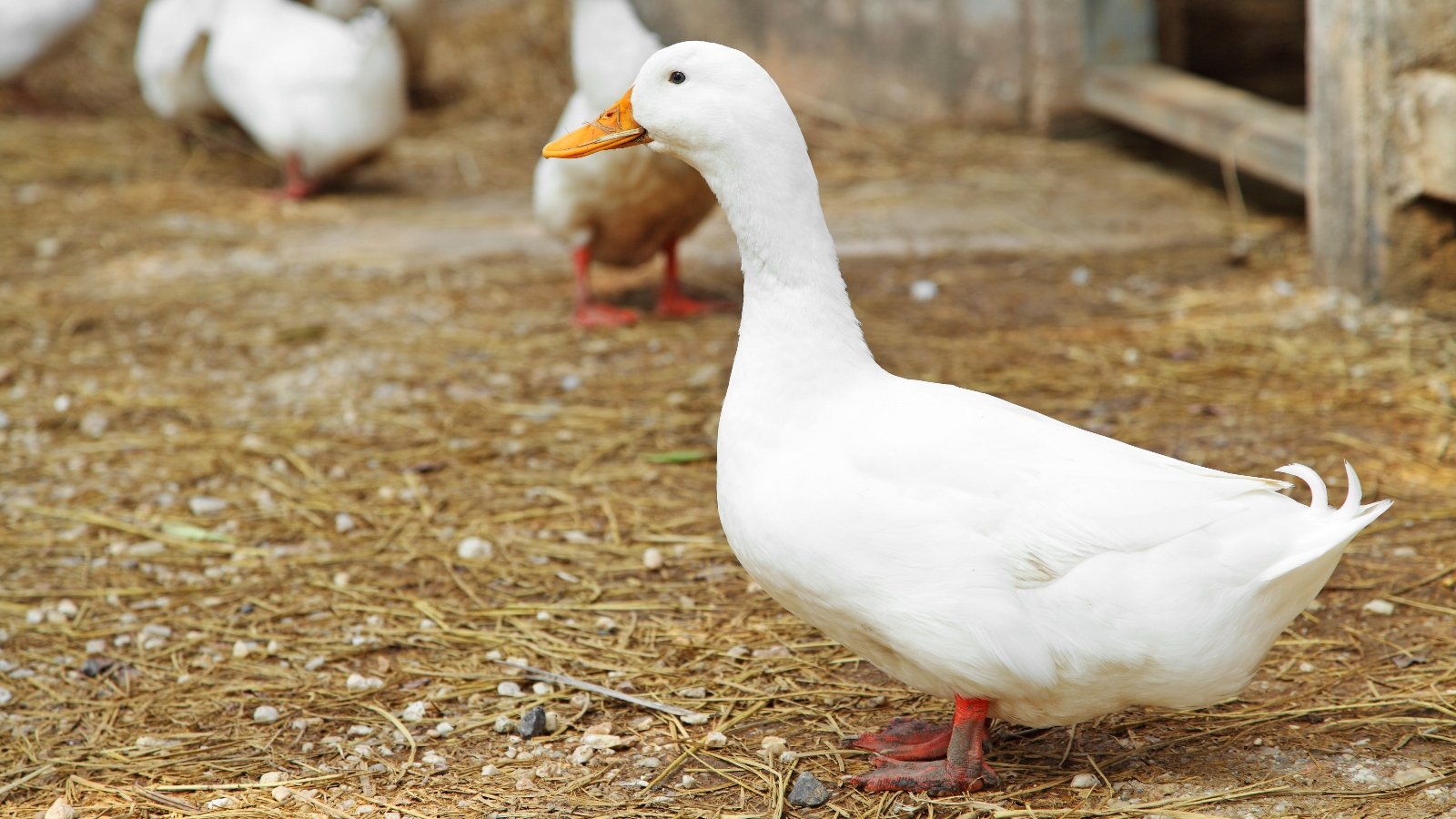 A white duck