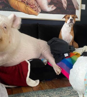 Esther the pig, Cornelius the turkey, and Phil the dog