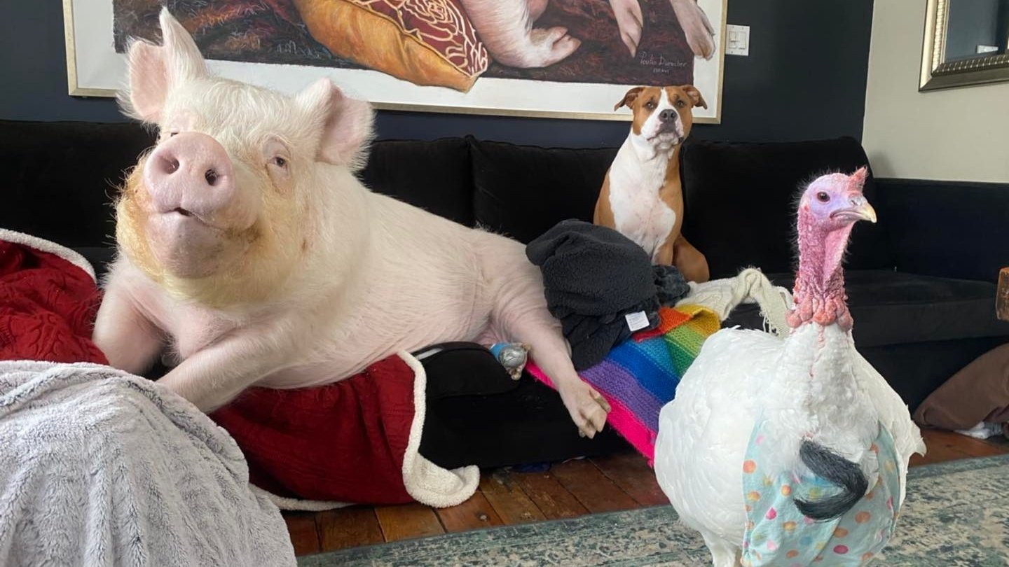 Esther the pig, Cornelius the turkey, and Phil the dog