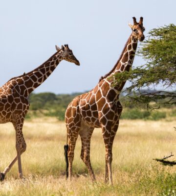 Giraffes walking along the grass