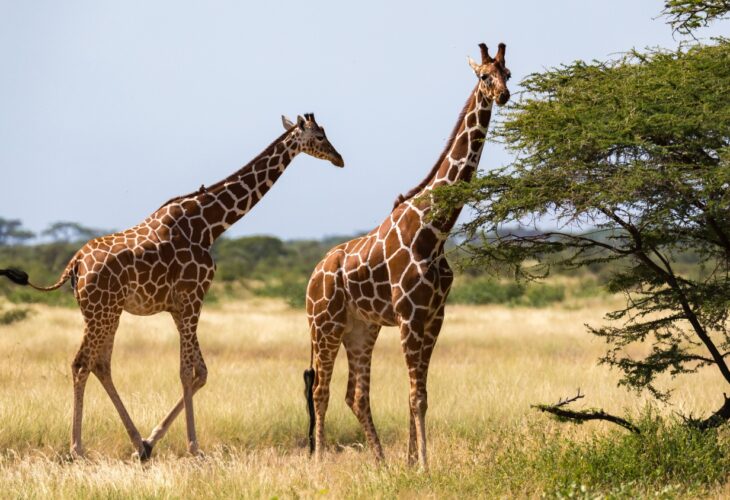 Giraffes walking along the grass