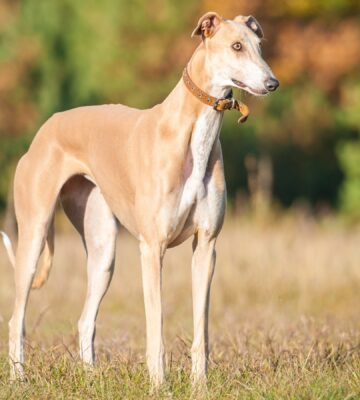 a greyhound stands in a field