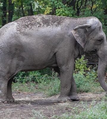 Happy the Elephant at Bronx Zoo