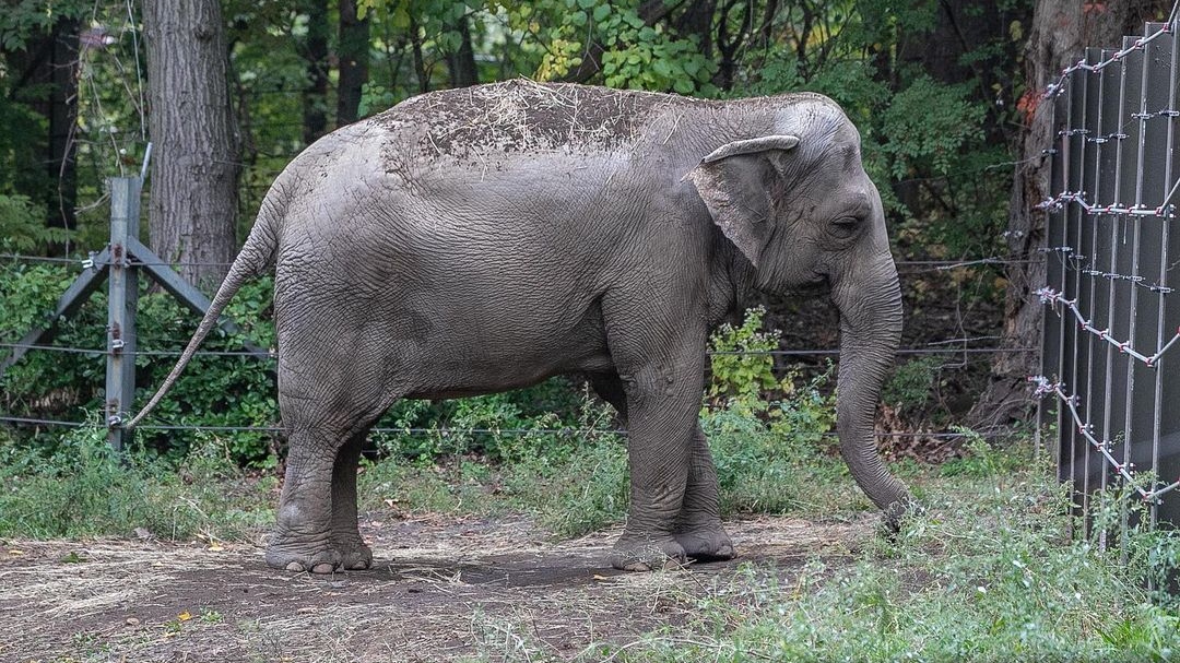 Happy the Elephant at Bronx Zoo