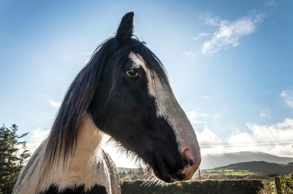 A black and white horse outside in the sun