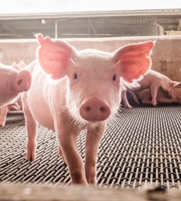 A pig stands on a metal factory farm floor